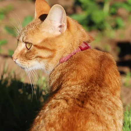 Casa Do Quintalao Apartment