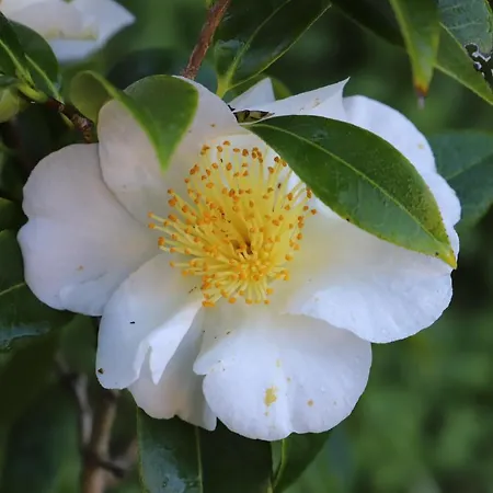 Casa Do Quintalao Apartment