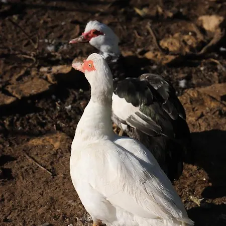 Casa Do Quintalao * Raposeira (Faro)