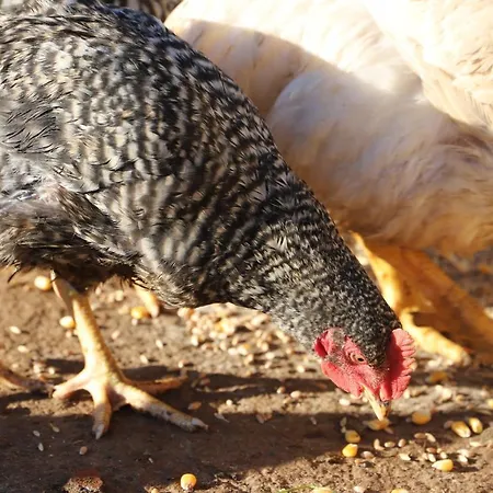 Casa Do Quintalao Appartamento Raposeira (Faro)